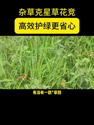 杂草克星草花竞,高效护绿更省心。 #园林植保 #绿化养护 #绿化工程 #市政工程