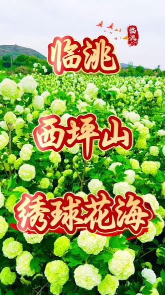 临洮
西坪山上
绣球花海来了
#赏花正当时莫负好春光 #奔赴一场花田之约 #结伴同行看花海 #带你去看花海享受大自然的美