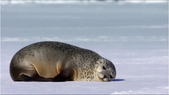 你相信吗?南极最危险的动物,其实是个“暖男” ❤️#动物世界 #南极 #豹海豹 #神奇动物