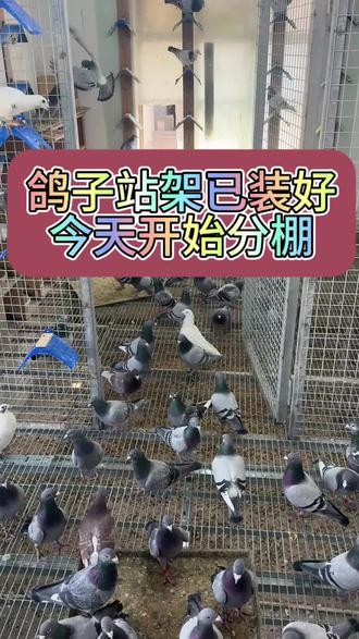 鸽子站架已装好,今天开始分棚,成绩鸽一个棚,没成绩一个棚#鸽子