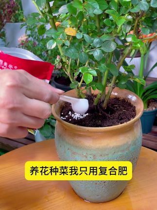 复合肥黄金配比,通用型花卉百合玫瑰阳台盆栽种菜养花肥 ##养花小知识#种植小技巧#月季养护#园艺生活#室内盆栽