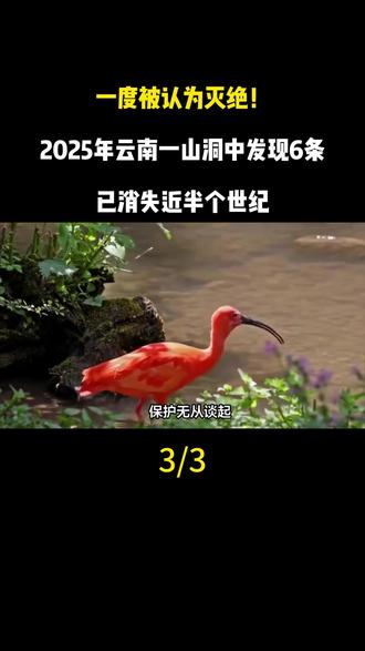 一度被认为灭绝!2025年云南一山洞中发现6条,已消失近半个世纪