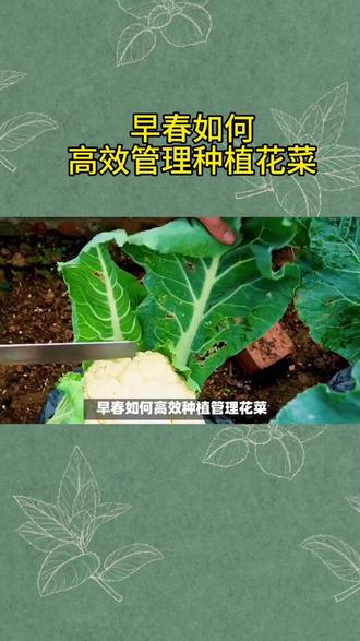 #真实生活分享计划 早春花菜全周期种植管理技术,学会了,你也能种好花菜。#花菜 #花菜种植#京源肥业 #农业技术推广