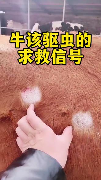 #牛羊驱虫#养牛#养牛技术#三农养殖#新农人计划2025@抖音小助手 @抖音创作小助手