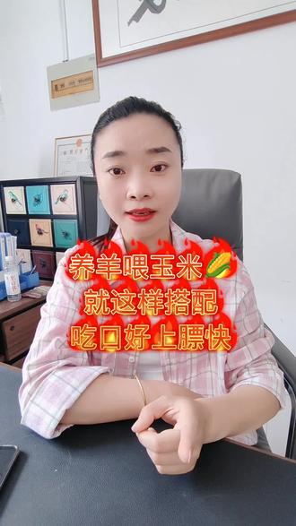 养羊喂玉米,就这样搭配,吃口好上膘快