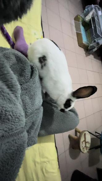 动若脱兔🐰#兔子 #兔兔这么可爱 #兔子警官 #疯狂动物城cp #尼克狐尼克和朱迪