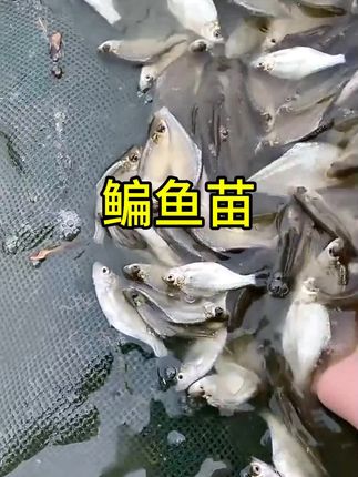 #养殖基地#优质鱼苗 #生态养殖 #鱼塘养殖 #农村致富好项目 鳊鱼苗