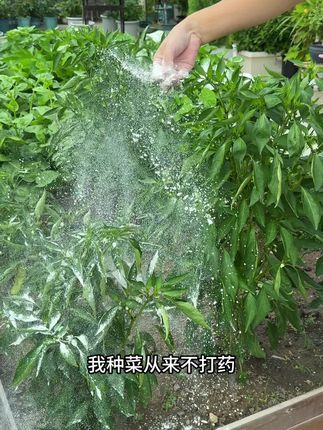 种菜不养地,白费了力气,种植过程中土壤健康太重要了,我们往往却忽略了这一点#种植小技巧 #生石灰粉 #家庭种植 #生石灰粉在农业上的妙用 #一起学种菜