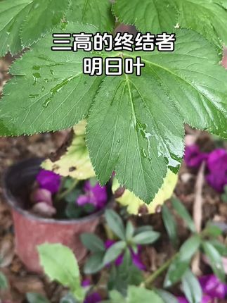 三高的终结者明日叶#三高 #明日叶 #药食同源 #本草纲目 #三农种植