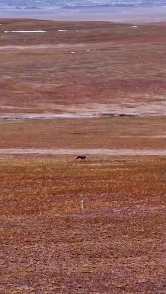 #看了几片李微漪和格林的故事,真的很让人感动,万物皆有灵,听说正月初三上映这部纪录片,值得去看一下#人与动物和谐共处 ,请珍惜野生动物