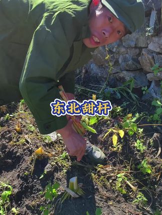 一咬就爆汁!东北甜杆才是童年顶流 #甜杆