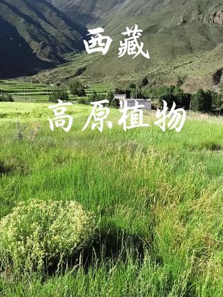 #西藏#大自然的美丽风景 #高原植物