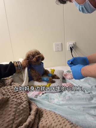 昨天开始凶每个来房间给他打针的医生,狗仗人势体现的淋漓尽致哈哈哈,医生出来的时候说,在里面换药,它往人家怀里钻,怎么出来到了我身边就翻脸不认人,我的宝贝真的太可爱了怎么办!我们要一天比一天好起来哟!#萌宠日常记录 #毛孩子的日常