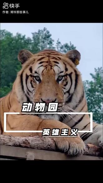 七人“动物园”#普通人的英雄主义