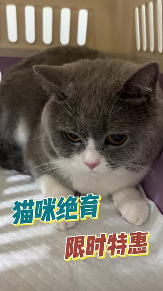 公猫绝育59,母猫绝育109,更多优惠尽在左下角团购 #猫咪 #绝育 #优惠团购 #宠物 #郑州