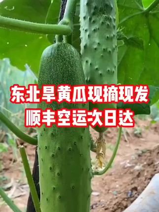 #东北旱黄瓜