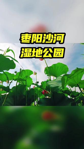枣阳沙河湿地公园#湖北枣阳#风景#荷花#音乐#旅行推荐官