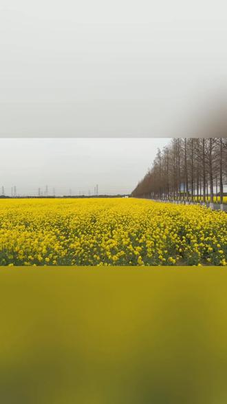 万亩金色花海来袭!小昆山油菜花季3.22开幕#春暖花开#小昆山油菜花#踏春#旅游推荐官#上海松江区