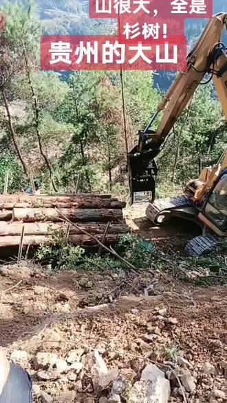 贵州的大深山,全是杉树几万方