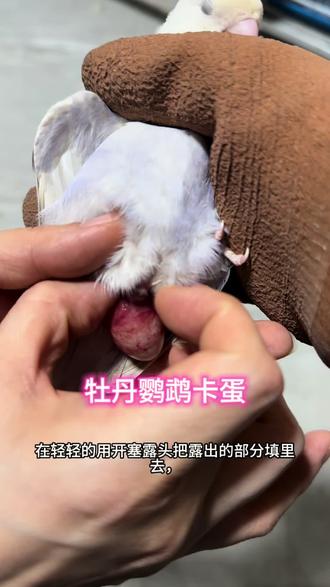 #牡丹鹦鹉 #手养鹦鹉 牡丹卡蛋解决方案
