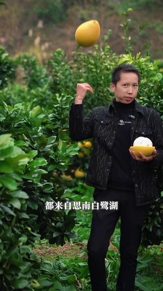 好吃的柚子当然要推荐给你们了 甜度高,好剥皮,你值得拥有#柚子熟了 #感悟人生语录