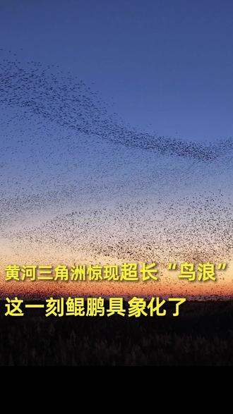 壮观!黄河三角洲出现“鸟浪”奇观!这一刻,《逍遥游》照进现实:“鲲之大,不知其几千里也;化而为鸟,其名为鹏。”#鸟浪