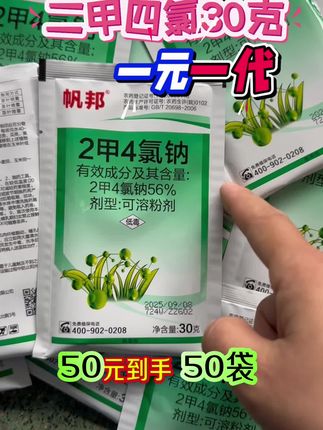 二甲四氯30克一元一代除水花生节节草香附子田埂除草 #二甲四氯钠 #除水花生#节节草如何除 #水花生怎么除 #香附子怎么除