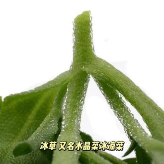 每日一菜:冰草#科普一下