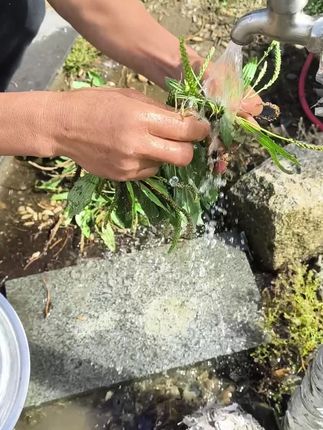 #西藏#草本植物#大自然的馈赠