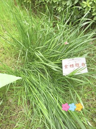 胖乎乎向日葵🌻教程|祝所有考生一举夺魁
#手工教程 #扭扭棒 #手工 #中考 #向日葵