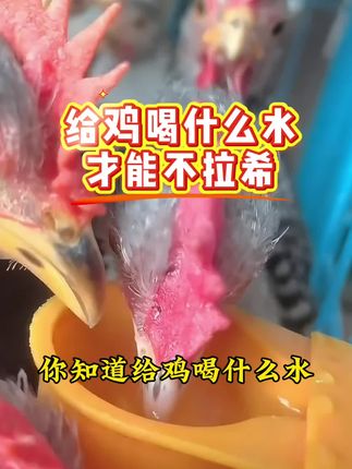 给鸡喝什么水,才能不拉希 #鸡鸭鹅养殖#养鸡#养鸡人#养鸡小妙招#三农
