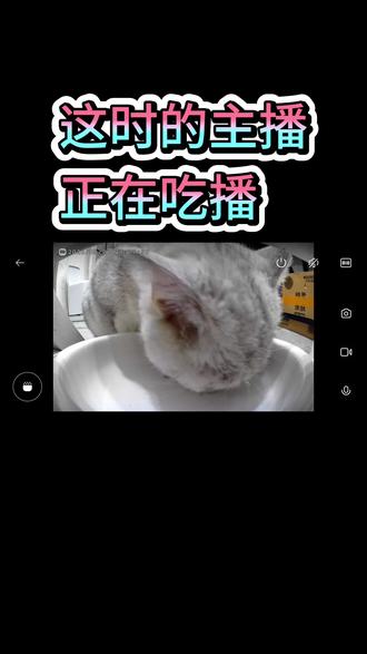 买了个喂食机,一起来看一下#小米 #宠物 #宠物喂食器 #猫咪