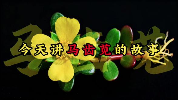 #听故事学中药 #马齿苋 别再把马齿苋当杂草了!
它是《本草纲目》记载的五行草,叶青梗赤花黄根白子黑。清热解毒、消肿止痒,蚊虫叮咬捣碎敷上就管用。
⚠️ 禁忌:孕妇、腹泻者禁食,切记焯水!#有趣的知识又增长了 #民间故事讲中药 #每日分享