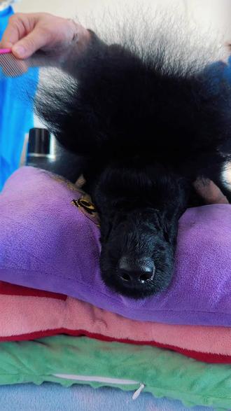 就学了4天!学员贵宾赛装喷胶技术展示!