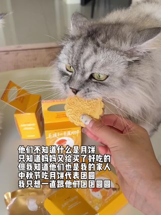 他们哪知道什么是月饼什么是中秋节啊,只知道有一天爸爸妈妈都在家,还给他们吃了好吃的冻干~#宠物月饼 #中秋节 #毛孩子也是家人 #猫咪中秋节 #萌宠好物