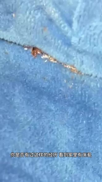 不用化学杀虫剂竟然也能灭臭虫?安全除虫太香了 #床虱怎么彻底根除 #臭虫防治 #千赤士 #千赤士灭床虱 #春节