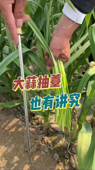 大蒜抽薹也有讲究!#蒜薹#大蒜种植#种植小技巧#抽薹