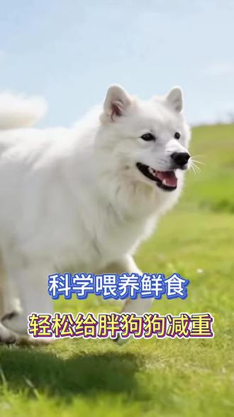 想帮胖狗狗科学减重?抓好这三个核心要点,轻松给毛孩子减重!#宠物鲜食 #狗饭 #猫饭 #狗狗 #萌派鲜食