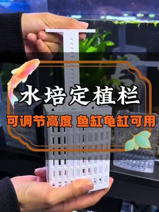 鱼缸、龟缸、不管多深多厚的鱼缸,都能用的定植篮。两个定植篮中间还能接个乌龟爬台。可调节深度,还配了吸盘,想吸在哪里就吸在哪里。这么大的空间,临时隔离打架的小鱼都没有问题。#定植篮 #鱼缸水培 #鱼缸水培定植篮 #水培定植篮 #鱼缸水