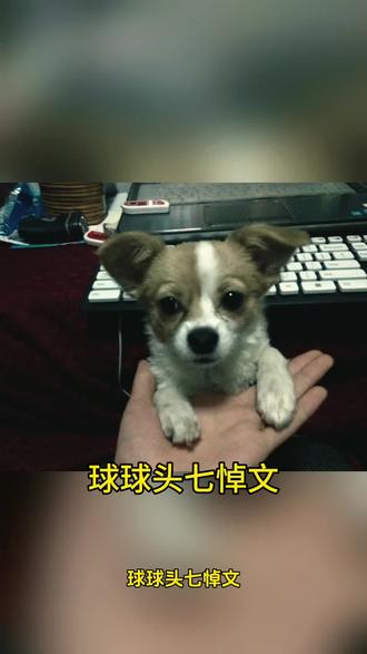 我的球球永远离开了 球球今天是你的头七了,转眼你离家已经七天了,愿你在汪星开心快乐,从大学到工作,14年的陪伴,好后悔没多给你拍一些影像,哥哥永远想你,预祝肇事逃逸司机早点过去给你道歉! #小狗#小狗狗能有什么坏心思#小狗去世