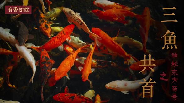 为什么三鱼共首图案火了2000年? #INJUNE #历史 #文化 #香氛 #东方美学