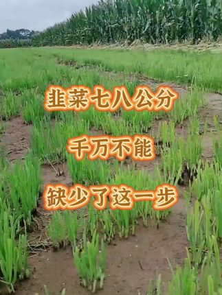 韭菜七八公分,千万不能缺少了这一步。#农业种植 #韭菜 #韭菜种植 #种韭菜 #韭菜高产