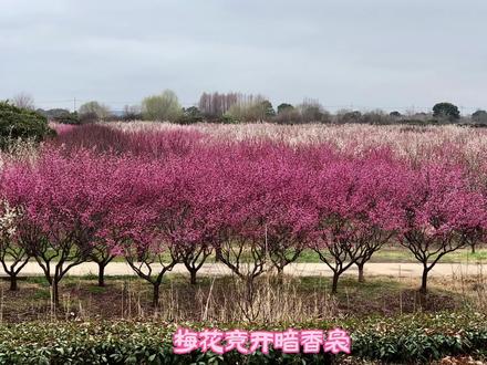 苏州西山消夏湾梅林:梅花竞放暗香来