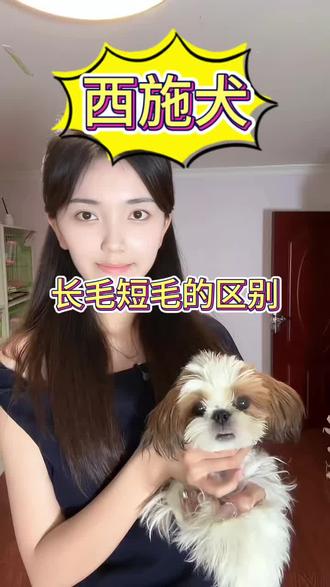 西施犬的长毛和短毛有什么区别#西施犬