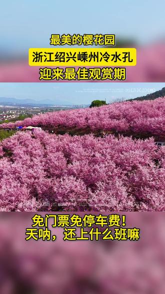 最美的樱花园,浙江绍兴嵊州冷水孔,迎来最佳观赏期,免门票免停车费!天呐,还上什么班嘛。#冷水孔樱花 #嵊州樱花园 #绍兴樱花 #嵊州网红打卡 #心哥旅拍