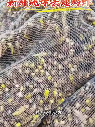 这个新鲜人工处理好蚂蚱,下油锅一炸,加上孜然粉,孩子喜欢的美食即可出锅!酥香美味 一口一个,真的好吃又营养!吃货必备#强烈推荐 #舌尖上的味道 #美食 #美食推荐 #太好吃了