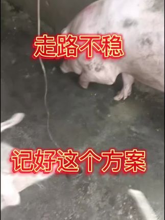 猪腿疼腿瘸,走路不稳,记住这个方案#养猪 #养猪人 #养猪技术服务 #养猪知识