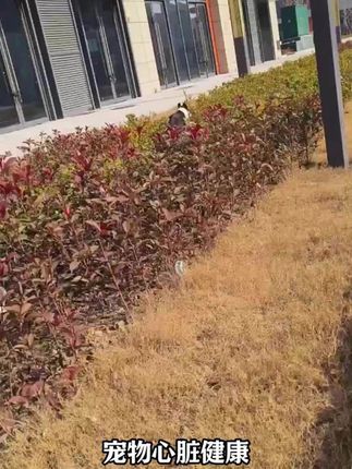 星蒙哆宠物猫咪狗狗专用保护健康猫狗通用宠物营养补充 #宠物健康 #宠物 #宠物营养 #辅酶 #宠物营养