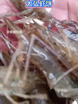 #抓鱼#抓虾#河虾#户外#抓鱼摸虾