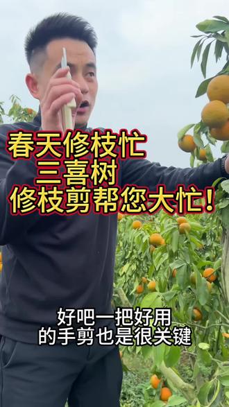 果园剪枝就用三喜树 效率翻倍
#柑橘修剪工具#柑橘修剪#三喜树修枝剪